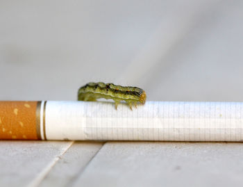 Close-up of insect on cigarette