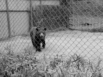 Dog in cage seen through chainlink fence