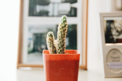 Close-up of plant on table