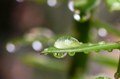 Close-up of water drops on leaf