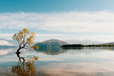 Tree by lake against sky