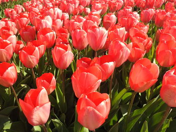 Close-up of red tulips