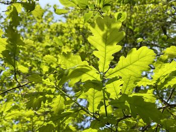 Close-up of green leaves