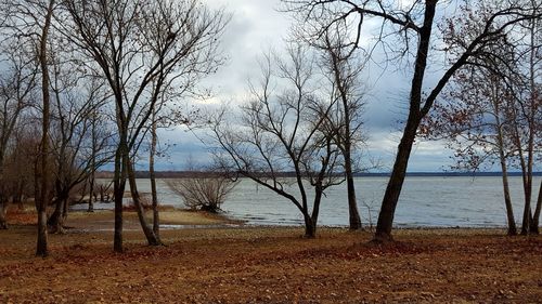 Bare trees on beach against sky