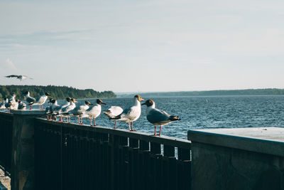 A group of several seagulls or gulls stand in a row near the river with water on the horizon.