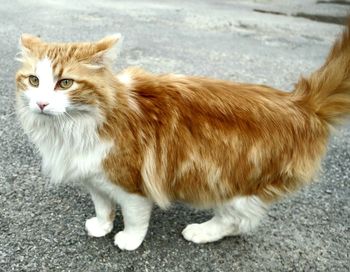 Portrait of cat standing on street