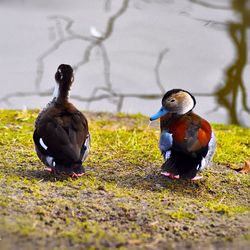 Ducks perching on lakeshore