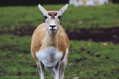 Portrait of horse standing on field