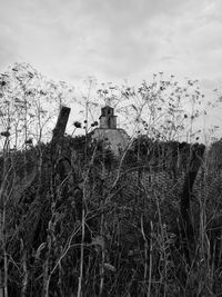 Low angle view of plants growing on field against sky