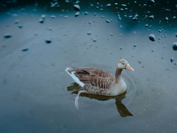 Close-up of duck swimming in lake