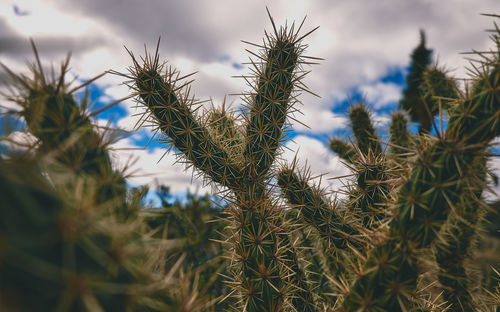 Cactus in the desert on a cloudy day