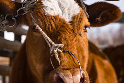 Close-up of a horse