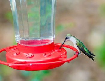 Hummingbird on bird feeder over field