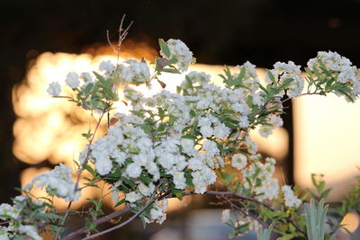 Close-up of flowers blooming outdoors