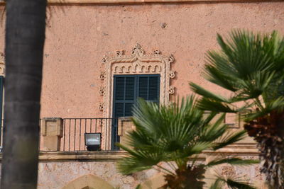 Close-up of plant against building