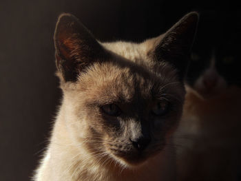 Close-up portrait of a cat