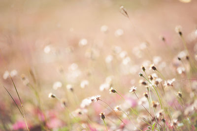 Close-up of pink flowering plants on field