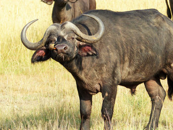 African buffalo standing in a field