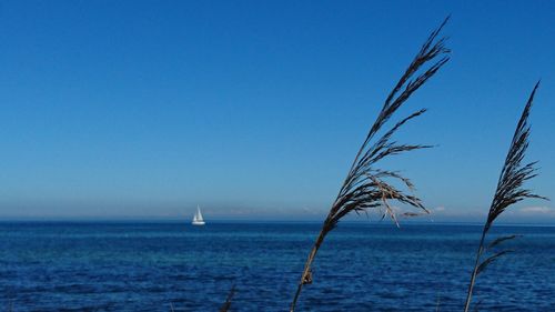 Scenic view of sea against clear blue sky