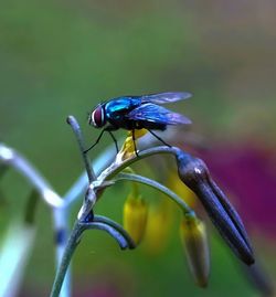 Close-up of insect on flower