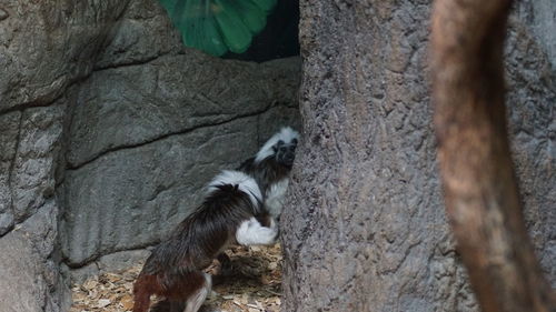 Monkey on stone wall