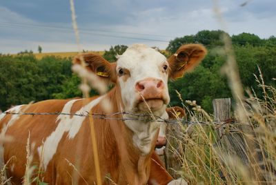 Portrait of cow standing against trees