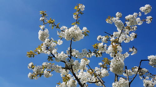 Low angle view of cherry blossoms against clear blue sky