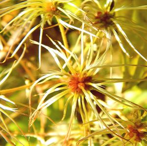 Close-up of yellow flower