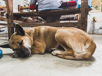 Dog sleeping on table