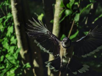 Close-up of bird