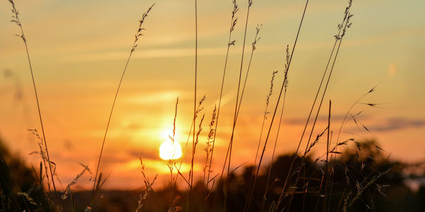 Orange sunset with grasses in the foreground