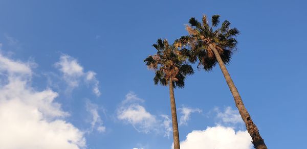 Low angle view of coconut palm tree against blue sky