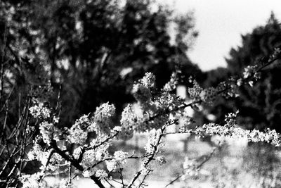 Close-up of frozen flower tree