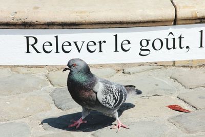 Close-up of pigeon perching on wall