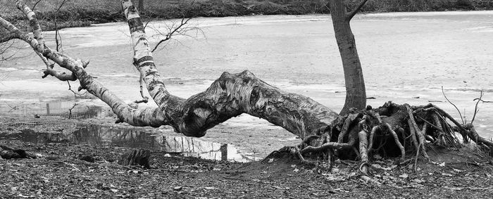 View of trees in water