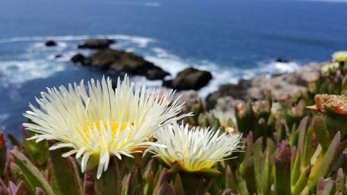 Close-up of white flowering plant in sea