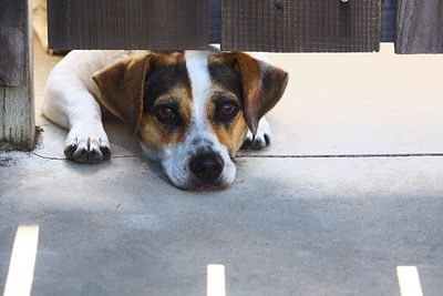 Portrait of jack russell terrie on footpath by fence