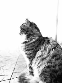 Close-up of a cat looking away