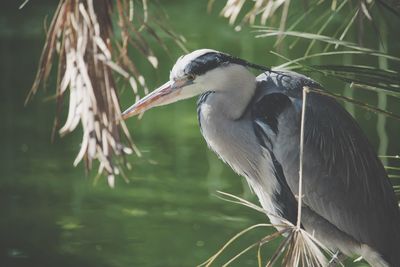 Close-up of a bird