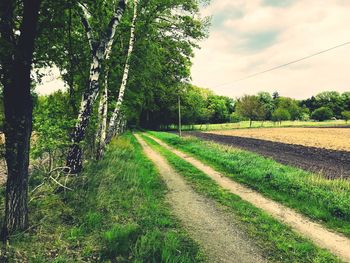 Scenic view of trees on field against sky