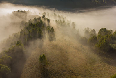 Panoramic shot of trees on landscape against sky