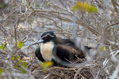 Close-up of bird perching on nest