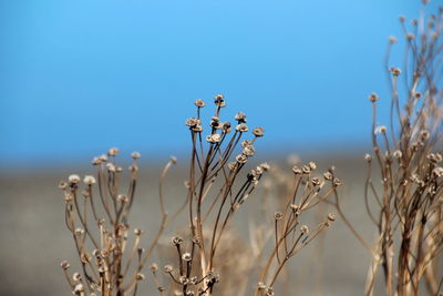 Close-up of dried flowers against blue sky