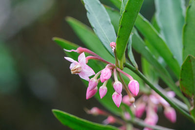 Close-up of pink flowering plant