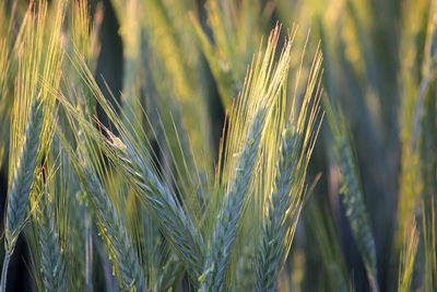 Close-up of wheat growing on field