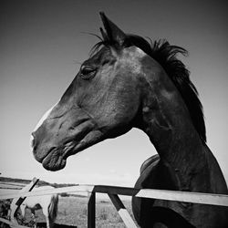 Horses on field against clear sky