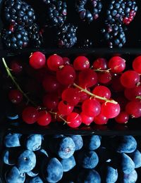Close-up of red berries