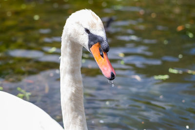 Close-up of swan swimming in lake