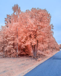 Trees against clear sky