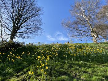Scenic view of flowering plants on field against sky